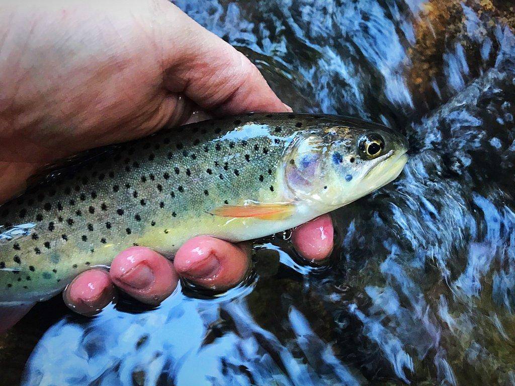 DannyPehrson_Sep302018833PM__44651695_BonnevilleCutthroat-scaled.jpg