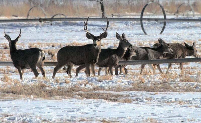 Deer-in-Hunter-Power-Plant-alfalfa-field-DSC_0071.jpg