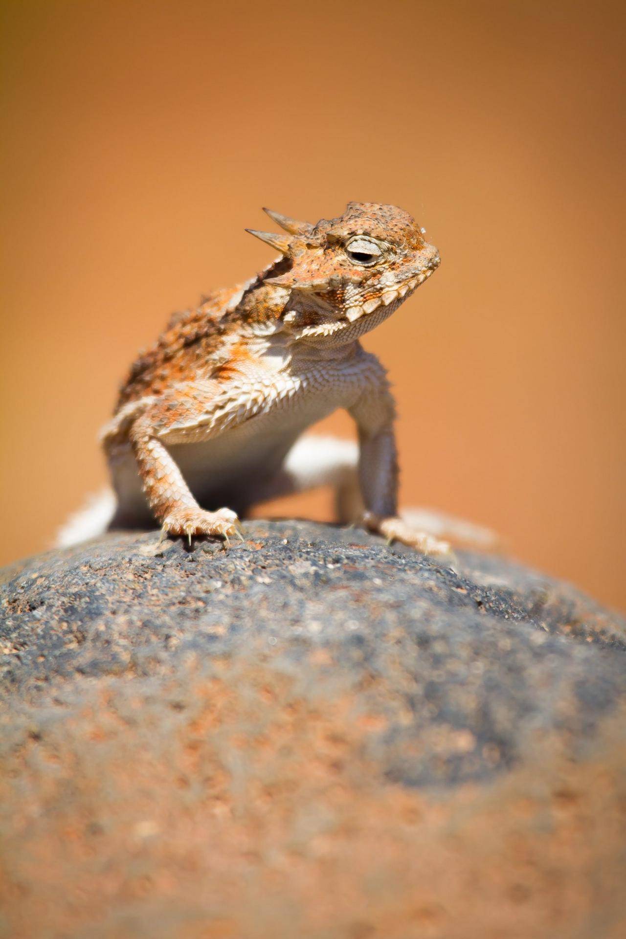 DesertHornedLizard-scaled.jpg