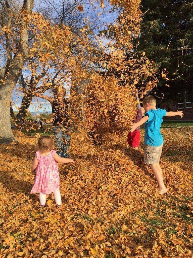 Fam-leaves.jpg