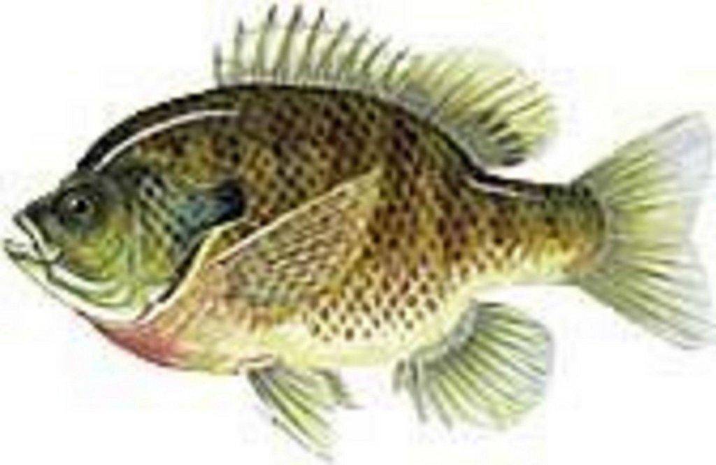 Fish1.jpg