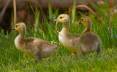 Goslings-of-3-by-scott-root.jpg