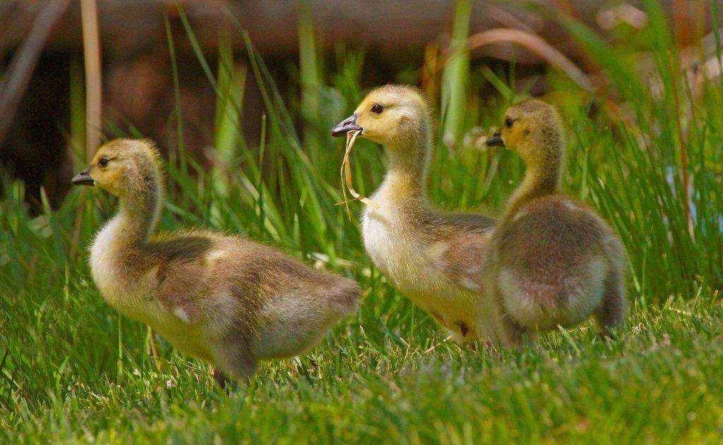 Goslings-of-3-by-scott-root-scaled.jpg