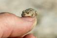 GreatBasinSpadefootToad-3.jpg