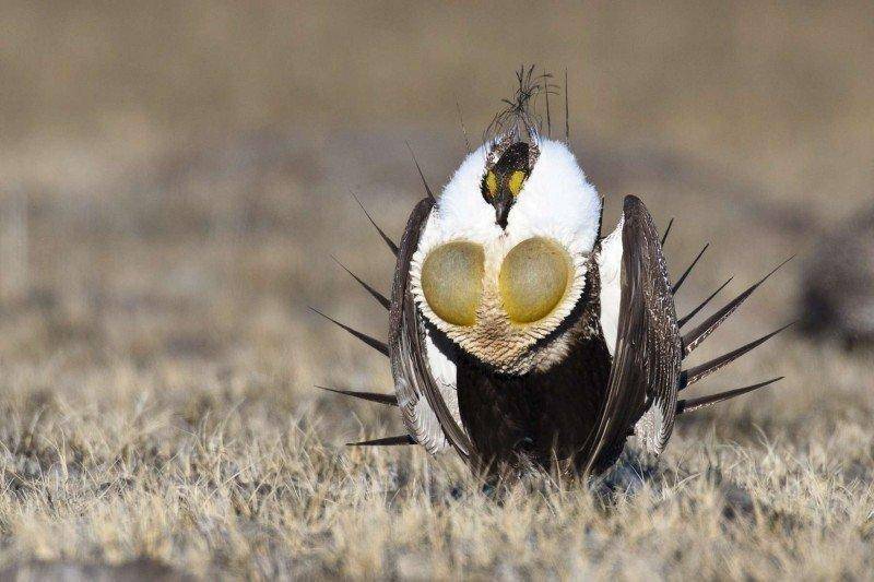 Greater-Sage-Grouse-lewis.jpg