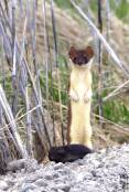 Jennifer-Wright-Bear-River-MBR-Auto-Tour-weasel-with-prey.jpg