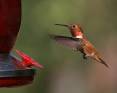 Linda-West-Rufous-hummingbird-male.jpg