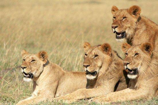 Lion-subadults.jpg