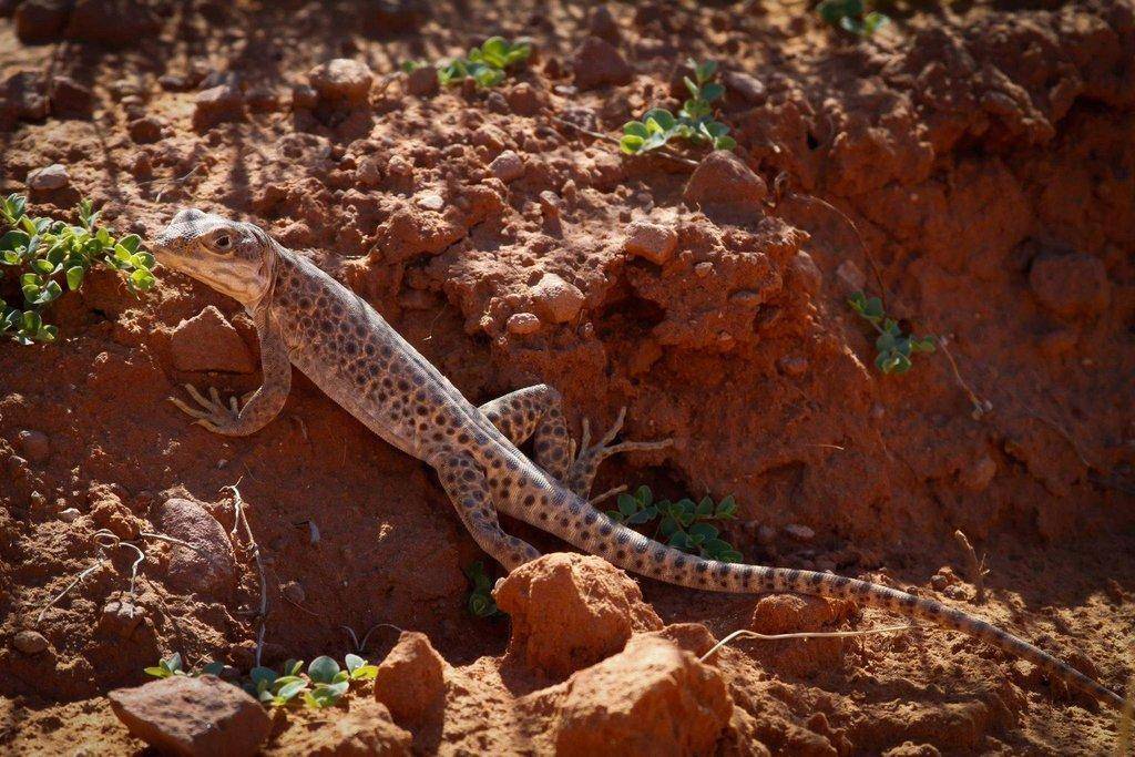 LongNosedLeopardLizard.jpg