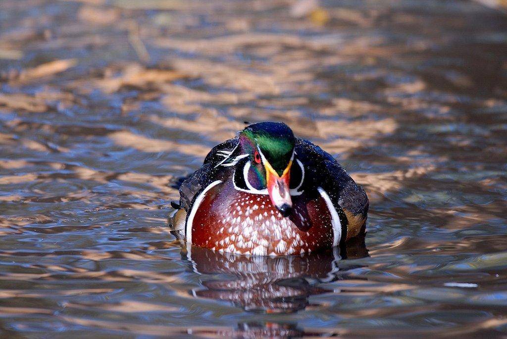 Male-Wood-Duck-by-Brent-Stettler_0155_1.jpg