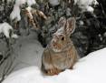 Mike-King-Cottontail-in-the-Snow.jpg