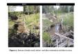 Miller-Creek-Restoration-after-2012-Seeley-Fire.jpg