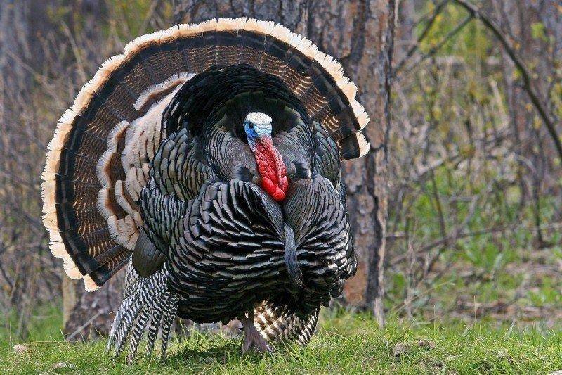 NWTF_3-12-2015_Merriams_gobbler.jpg