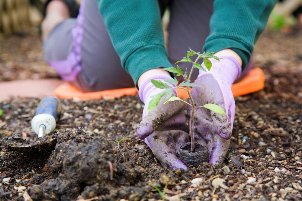 PLANTING-1.jpg