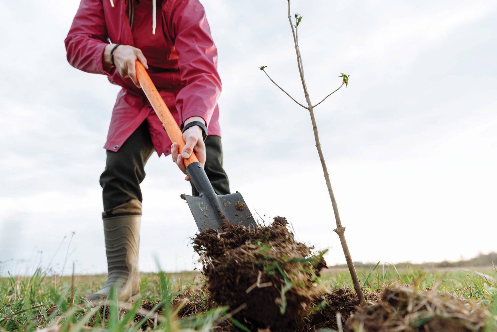 PLANTING_TREE_pexels-thirdman-7656731_SMALLER.jpg