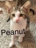 Peanut.jpeg