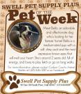 Pet-of-the-Week-1-1.jpg