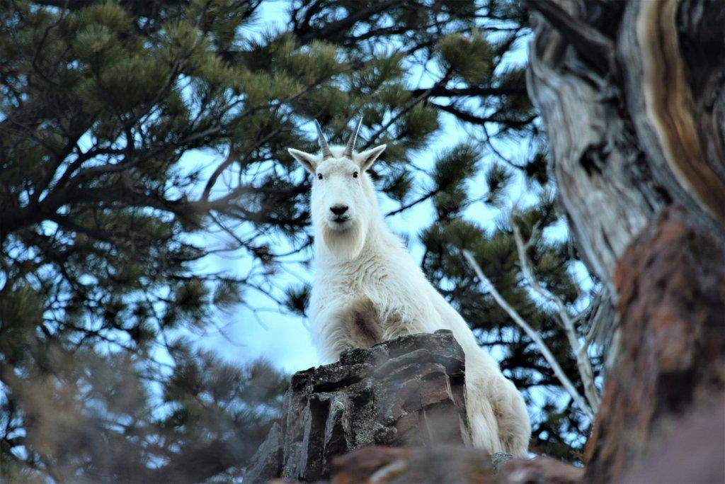 R-Thacker-Uintah-Mountain-Goat-overlook-scaled.jpg