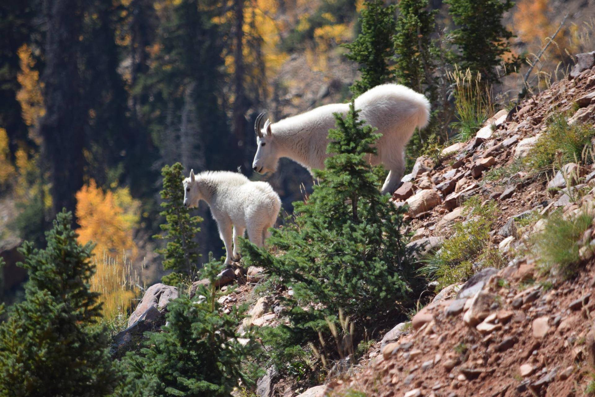 Randall-Thacker-Uinta-Goats.jpg