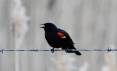 Red-winged-blackbird.jpg