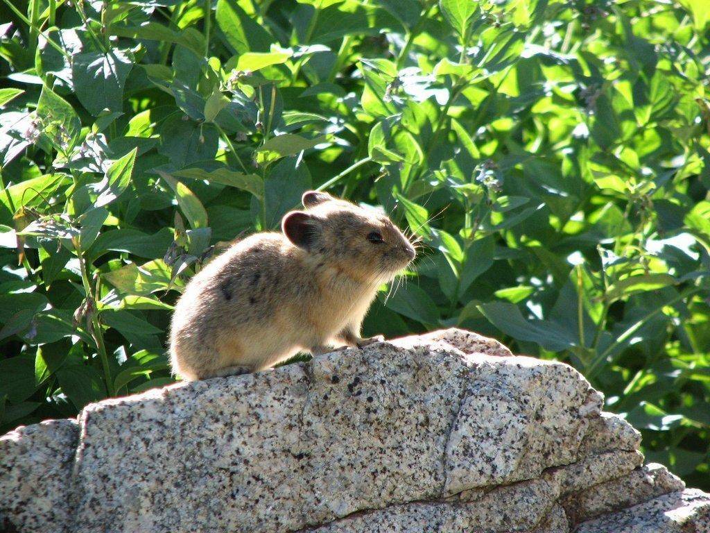 Redpine_pika5.jpg