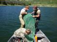 Removing-trout-from-trap-net-at-Duck-Fork-Res.-on-6-18-13.-Photo-by-Calvin-Black-IMG_0384.jpg