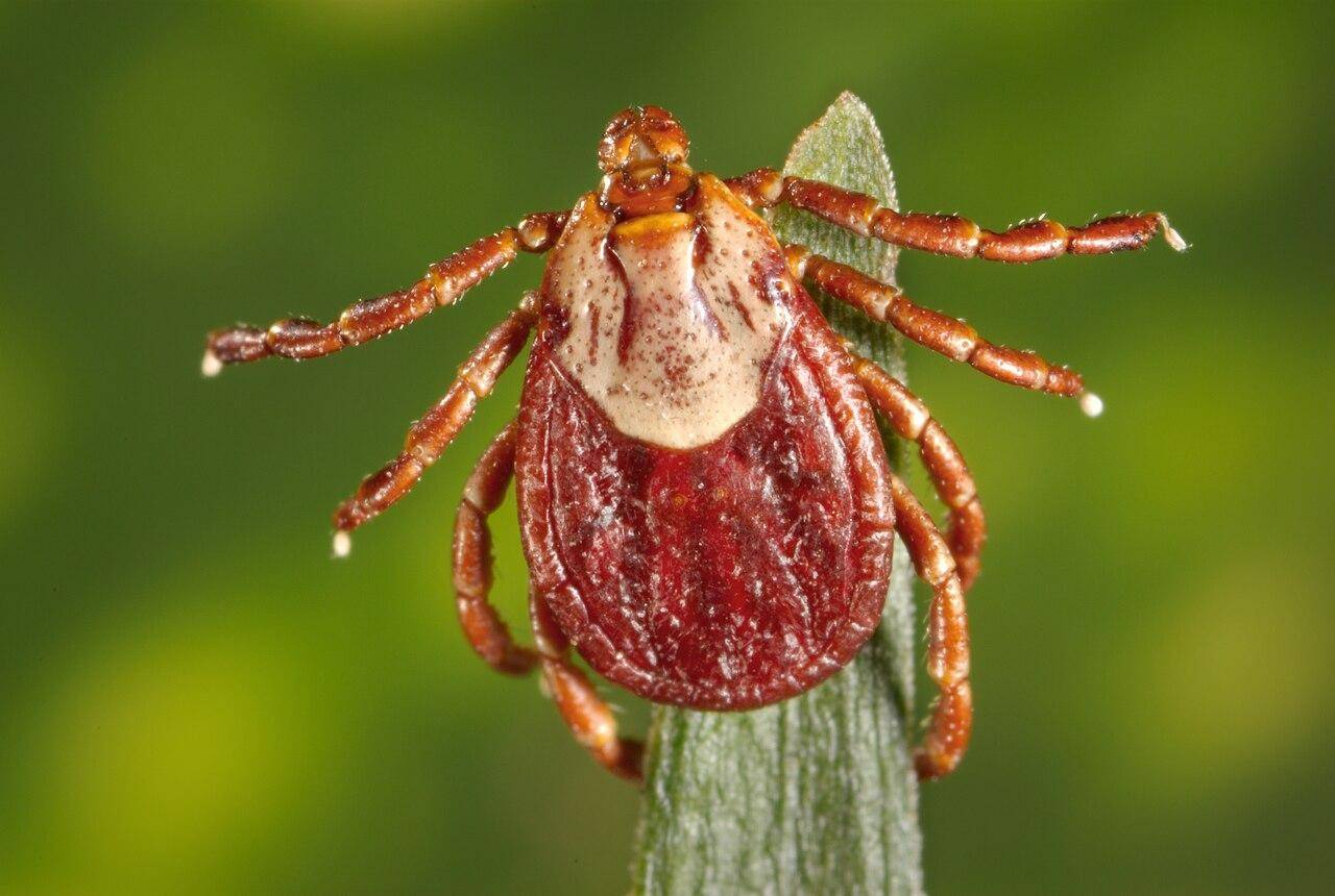 Rocky-Mountain-wood-tick.jpg