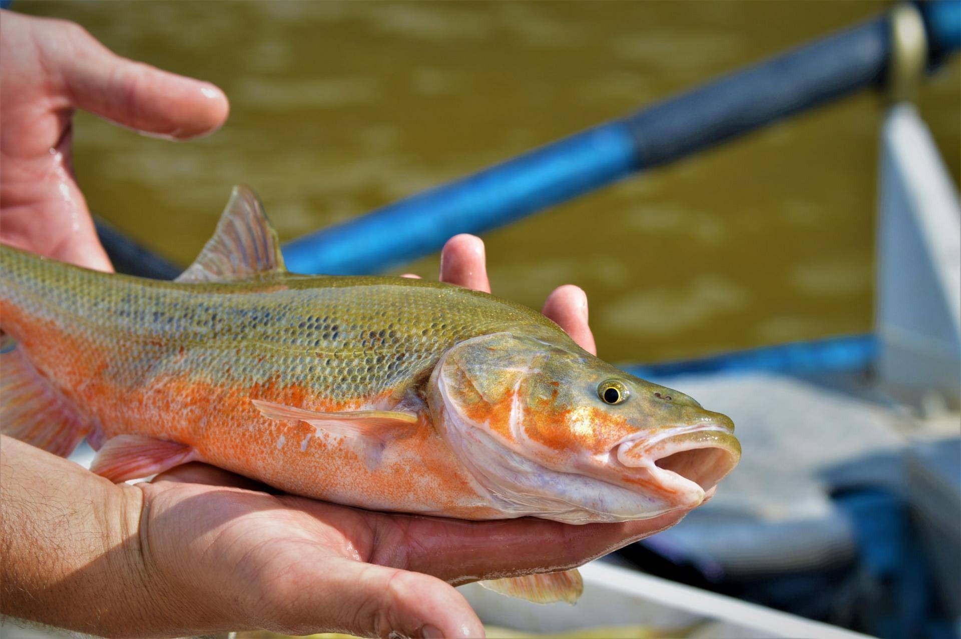 Roundtail-2-USFWS-Melanie-Fischer-scaled.jpg