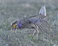 Sharp-tailed-grouse-20201-Photo-Credit-Steven-Earley.jpg