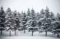 Snow_on_fir_trees-scaled.jpg