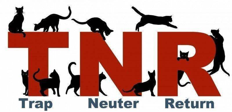 TNR-no-words-flattened-copy-e1354449258502.jpg