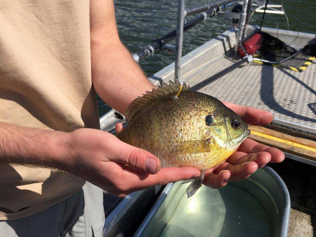 Tagged-Bluegill.jpg