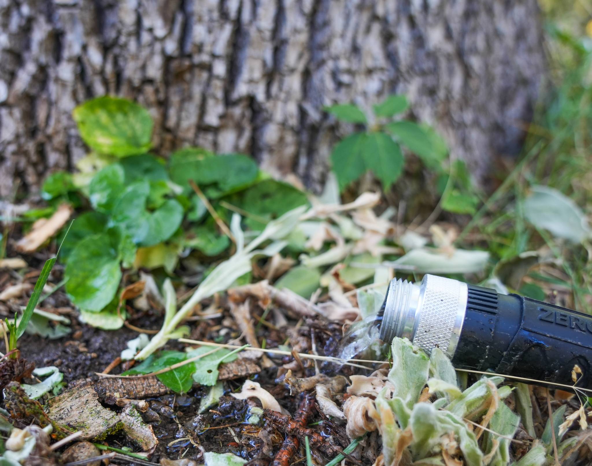 Tree-watering_.jpg