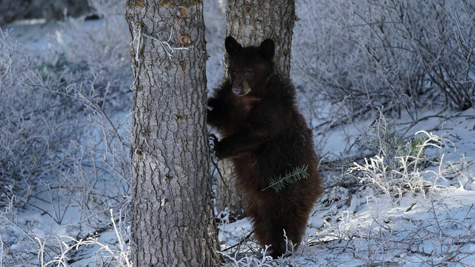 Tuttle_blackbear_collared_3.jpg