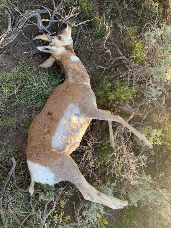 Unlawfully-Harvested-Buck-Pronghorn.jpg