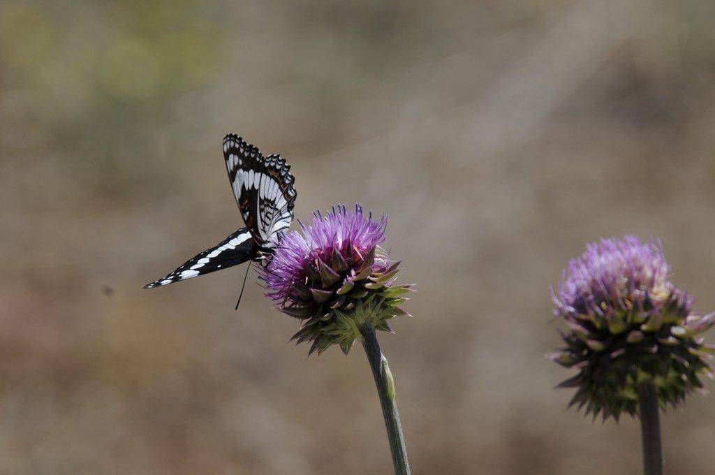 Weidemeyers-admiral-butterfly-scaled.jpg