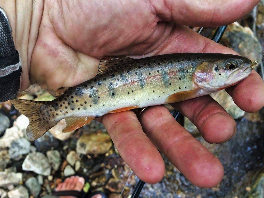 WoodrowSwick_Sep262016724PM_44651737_YellowstoneCutthroat.jpg