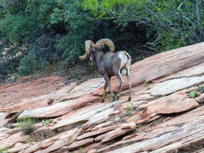 Zion_desert_bighorn.jpg