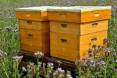 beehive-g51dcd0e5b_1920.jpg