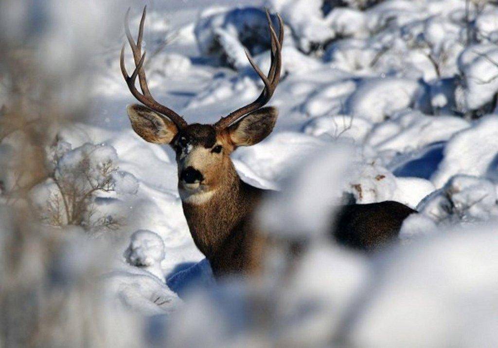 bill_bates_12-10-2013_buck_deer_in_winter.jpg