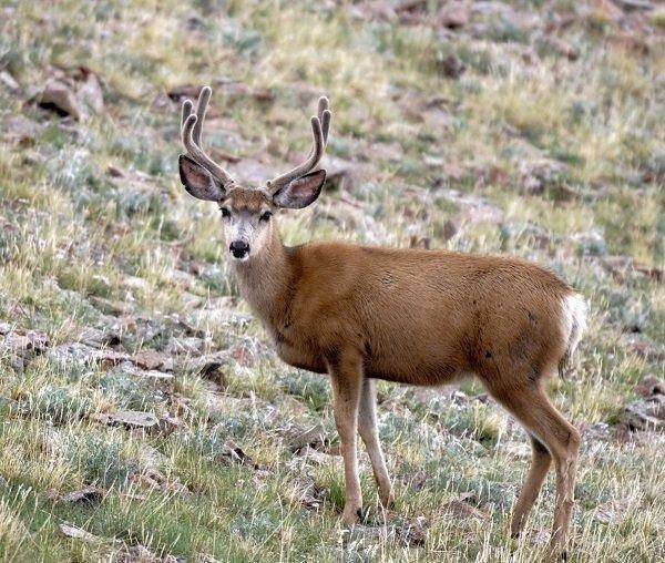 bill_bates_summer_buck_in_velvet_in_southeastern_Utah.jpg