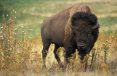 bison-60592_1920.jpg