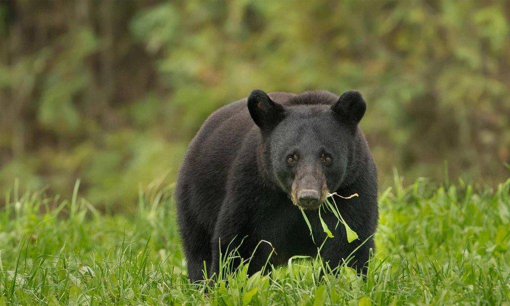 black_bear_louisiana_clint_turnage_fws.jpg