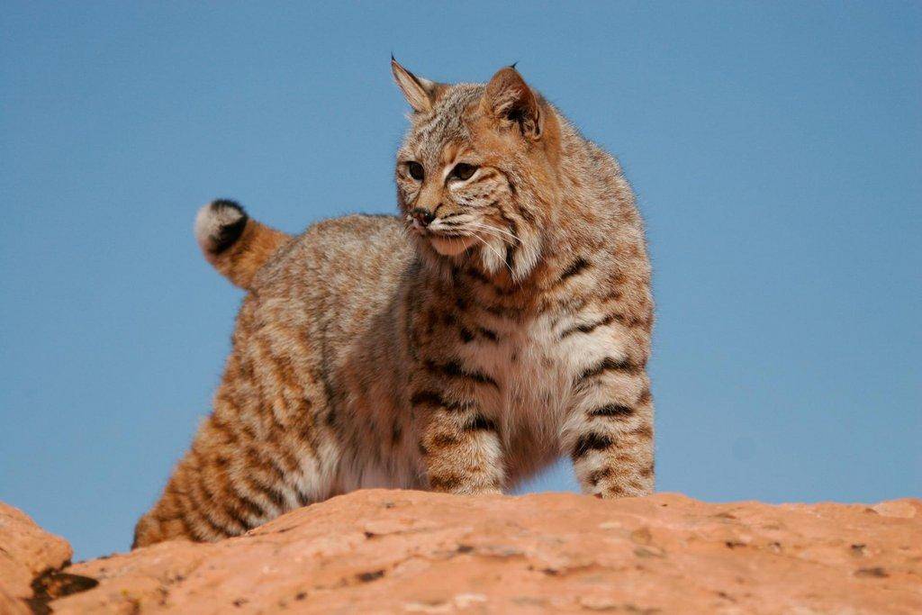 bobcat-2947.jpg