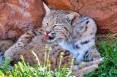 bobcat-forest-lynx-nature-predator-mammal-beast-wild-animal.jpg