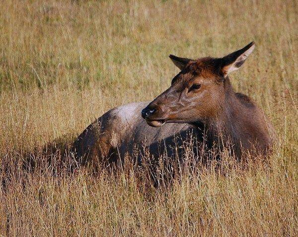 brent_10-2011_resting_cow_elk_1.jpg