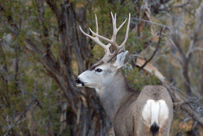 brent_10-9-2013_mule_deer_buck_on_the_Nash_Wash_WMA.jpg