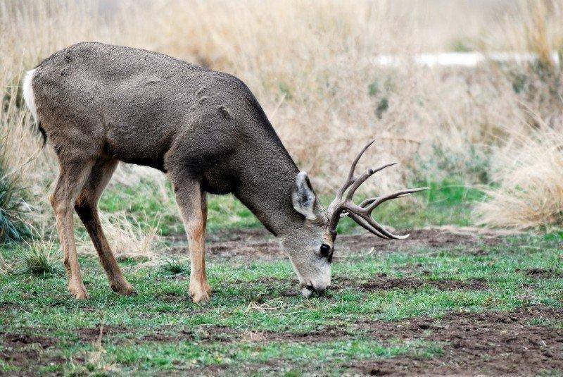 brent_11-27-2013_buck_deer_on_Nash_Wash_WMA_1.jpg