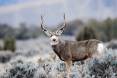 brent_11-27-2013_buck_deer_on_Nash_Wash_WMA_3.jpg