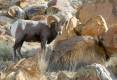 brent_12-1-2012_bighorn_sheep_at_green_river_sheep_watch_2.jpg